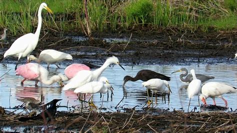 Wading Birds Feeding Frenzy Youtube