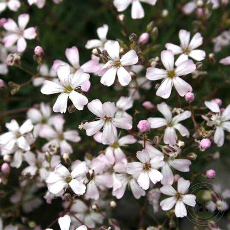 Гипсофила метельчатая Альба (Gypsophila paniculata Alba) купить в ...
