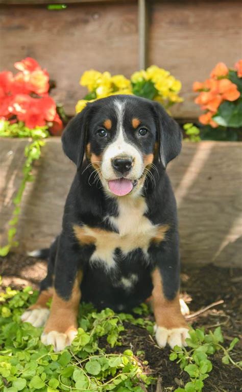 Greater Swiss Mountain Dog Puppies for Sale | Buckeye Puppies