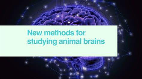 New Methods For Studying Animal Brains