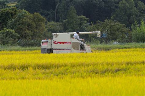 Japanese Farmer in Rice Field Editorial Stock Photo - Image of farming ...