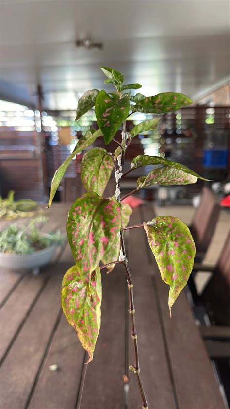 How To Treat Brown Blotch Disease On Polka Dot Plant