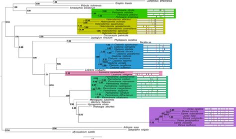 Fifty Percent Majority Rule Consensus Tree From Bayesian Analysis With