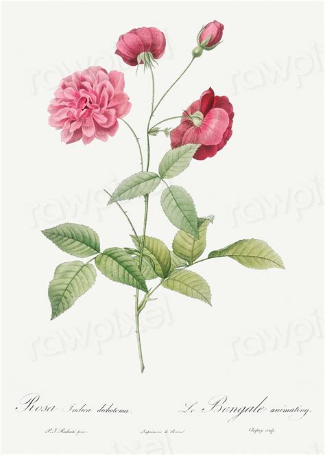 China Rose, also known as | Free Photo Illustration - rawpixel