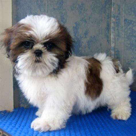 Pin On I ♥ Shihtzu ♡dogs