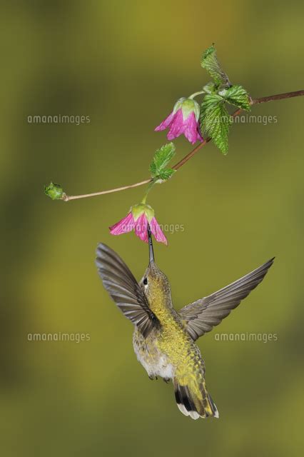 Female Anna S Hummingbird Calypte Anna Feeding On The Nectar Of A