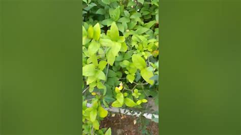 Plants Nature Trees Flowers Garden Trending Tik Tok