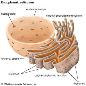 endoplasmic reticulum | Definition, Function, & Location | Britannica.com