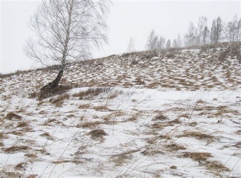 Снегозадержание на участке | RussianPermaculture.ru