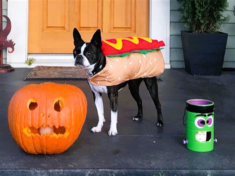 15 Best Boston Terrier Halloween Costumes.