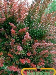 Berberis Thunbergii Atropurpurea Baumschule Lienemann