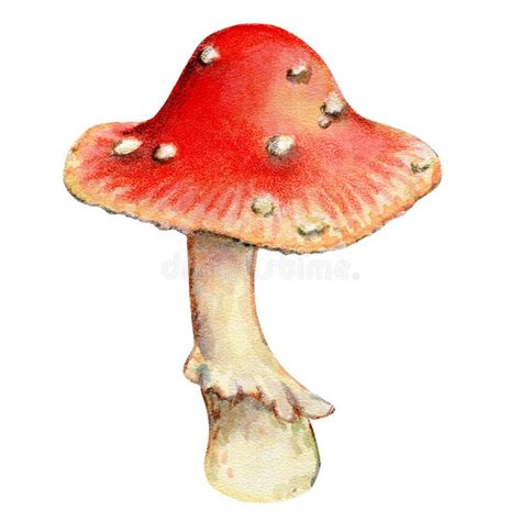 Poisonous Mushroom Watercolor Stock Illustrations 952 Poisonous