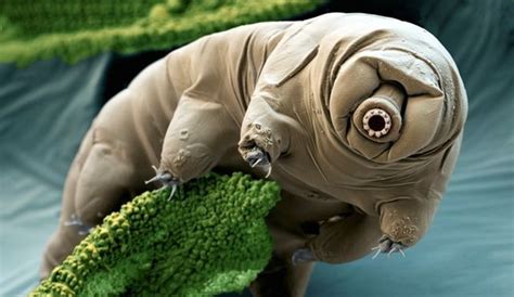 Захватывающие фотографии микромира ТОП 10 - Science Debate