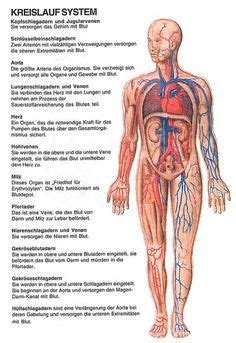 Blutkreislauf Herz Kreislaufsystem Artofit