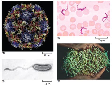 Patogen Dan Infeksi Inovasi Biologi