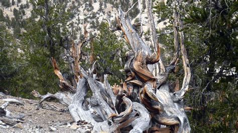 Tree Rings Reveal Mysterious Solar Activity 7,000 Years Ago | IFLScience