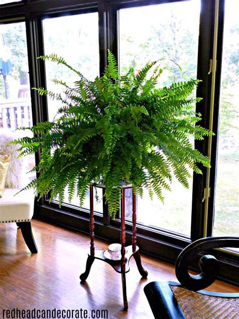 Indoor Fern Growing Tips - Redhead Can Decorate