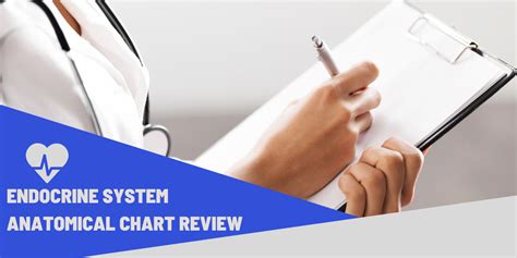 The Endocrine System Anatomical Chart Review In Pakistan Am Pm Pk