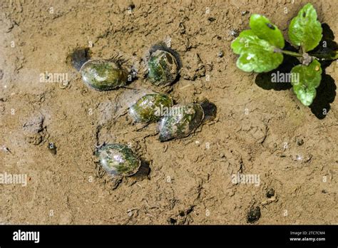 Lymnaea Stagnalis Better Known As The Great Pond Snail Is A Species Of Large Air Breathing