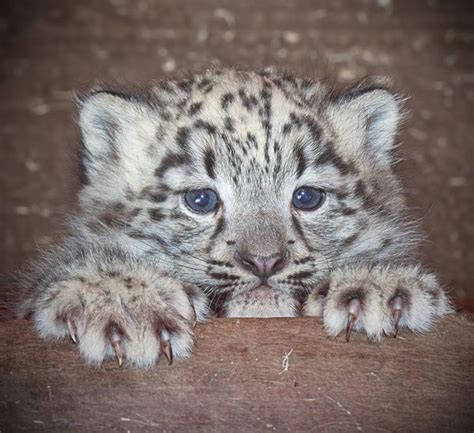 Snow Leopard Cub And Mom Play At Dudley Zoological Gardens Zooborns