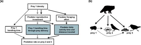 A Schematic Representation Of Three Hypothesized Mechanisms