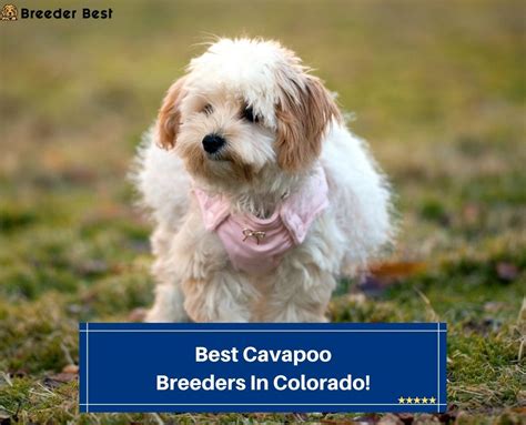 4 Best Cavapoo Breeders In Colorado 2023 Breeder Best