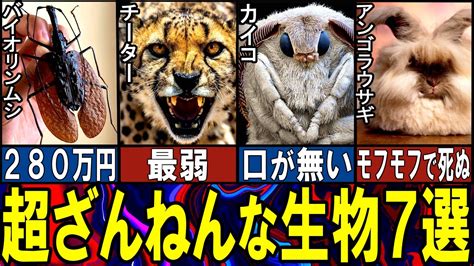 【閲覧注意】あまりに欠陥だらけの生き物7選【ゆっくり解説】【動物おもしろ雑学】 Youtube