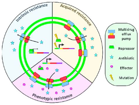 Role Of Multidrug Efflux Pumps In Antibiotic Resistance Expression Of Download Scientific