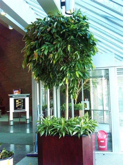 office plants, Burlington office plants ,Burlington living walls, green