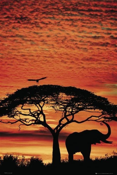 Africa Sunset – elephant Poster | Sold at Europosters