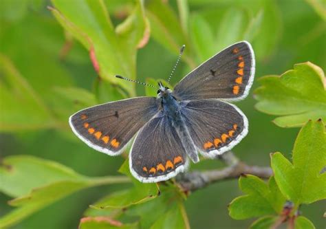 Identify a butterfly | Butterfly Conservation