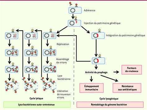 Mécanisme d action des phages Le cycle lysogénique peut apporter des