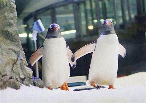 Una Pareja De Ping Inos Gay Tuvo Una Cr A En Australia Grupo Milenio