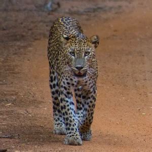 Sri Lankan Leopard - Facts, Diet, Habitat & Pictures on Animalia.bio