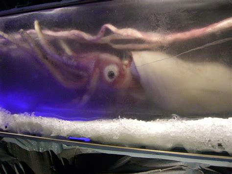 Squid Myths: From Kraken to Cthulhu - HubPages