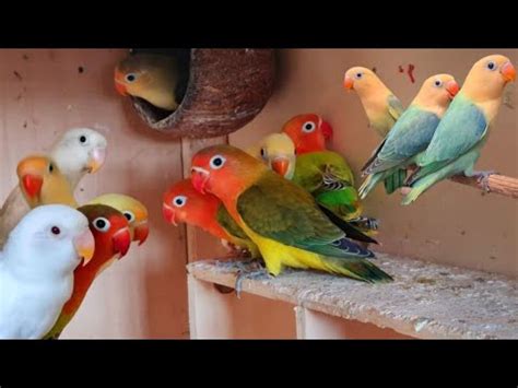 Afrecan Lovebird Aviary So Beautiful Birds Colony Breeding Setup How