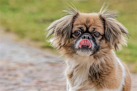 Tibetan Spaniel Mix: Characteristics and Care Tips