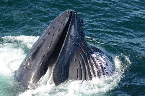 Boston Whale Watch Tours Sightseeing Boston Harbor Cruises Whale