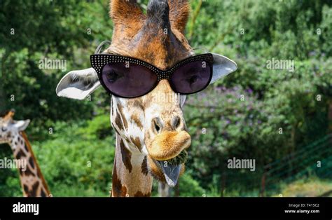 Funny giraffe with sunglasses Stock Photo - Alamy