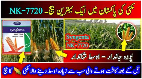 Best Corn From Syngenta Pakistan NK 7720 After Cultivation Of Sesame