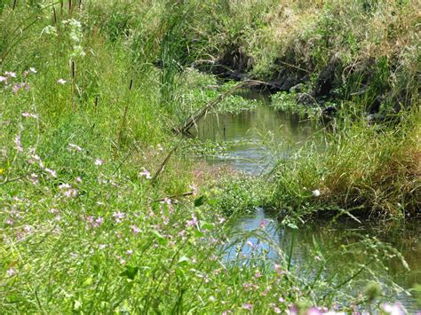 A Peace Of The Past: Foraging on the Creek Bank