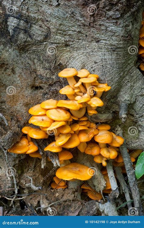 Wild Orange Mushrooms Royalty Free Stock Photos - Image: 10142198