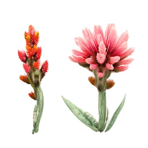 Watercolor Indian Paintbrush Creative Fabrica