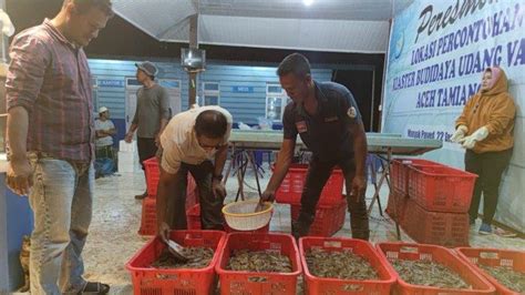 KKP Kembali Berhasil Panen Perdana Tambak Klaster Percontohan Budi Daya