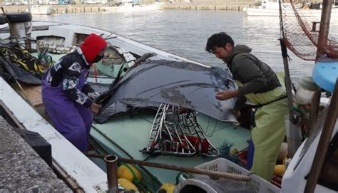 New Age | Five bodies found after crash of US military aircraft Osprey off Japan