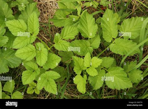 Ground Elder Aegopodium Podagraria Stock Photo Alamy