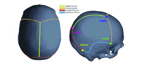 Bregma Skull