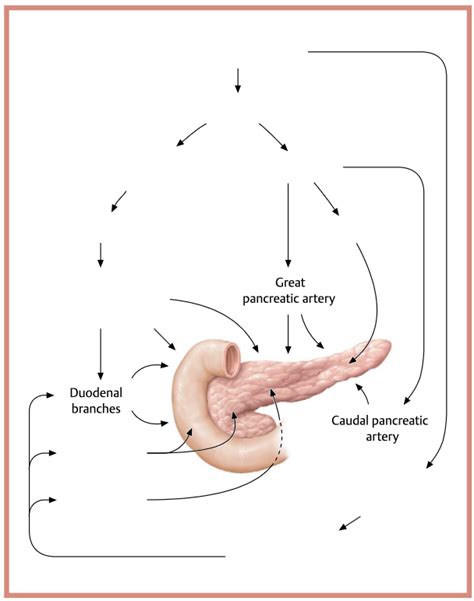 Arterien Duodenum En Pancreas Diagram Quizlet