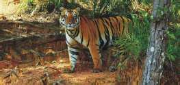 Best Jharkhand Wildlife Sanctuaries & National Parks