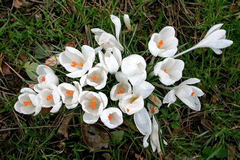 14 Beautiful Crocus Varieties to Plant